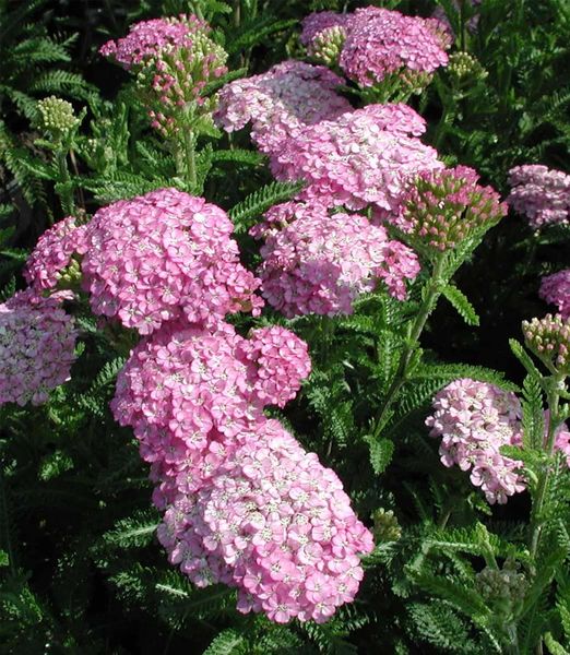 Achillea millefolium 'Appleblossom'